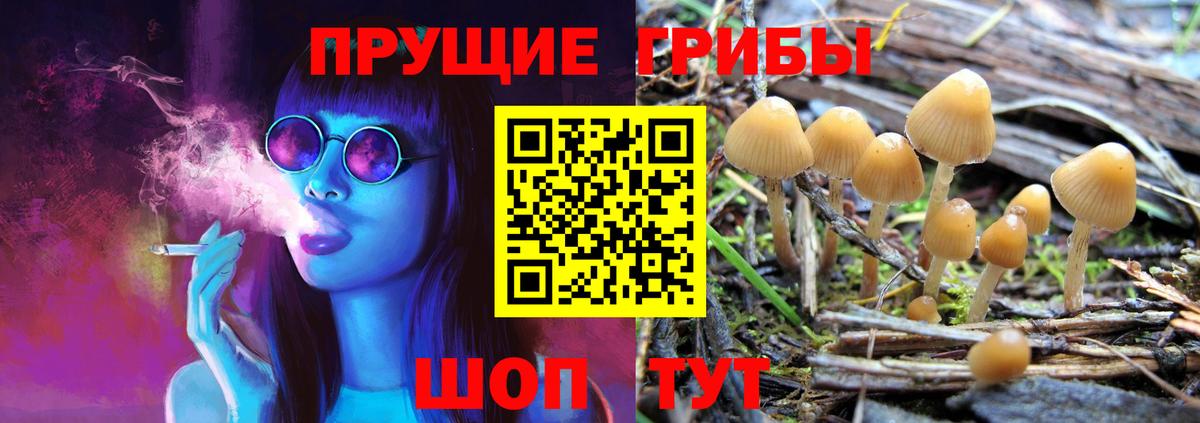 Псилоцибиновые грибы Cubensis Выборг